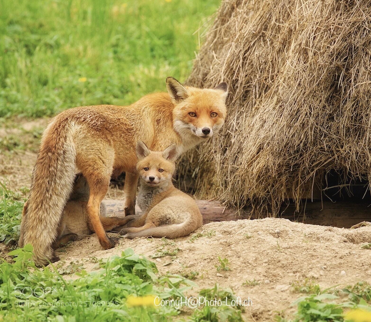 Canon EOS-1D X Mark II sample photo. Foxes, mum with cub photography
