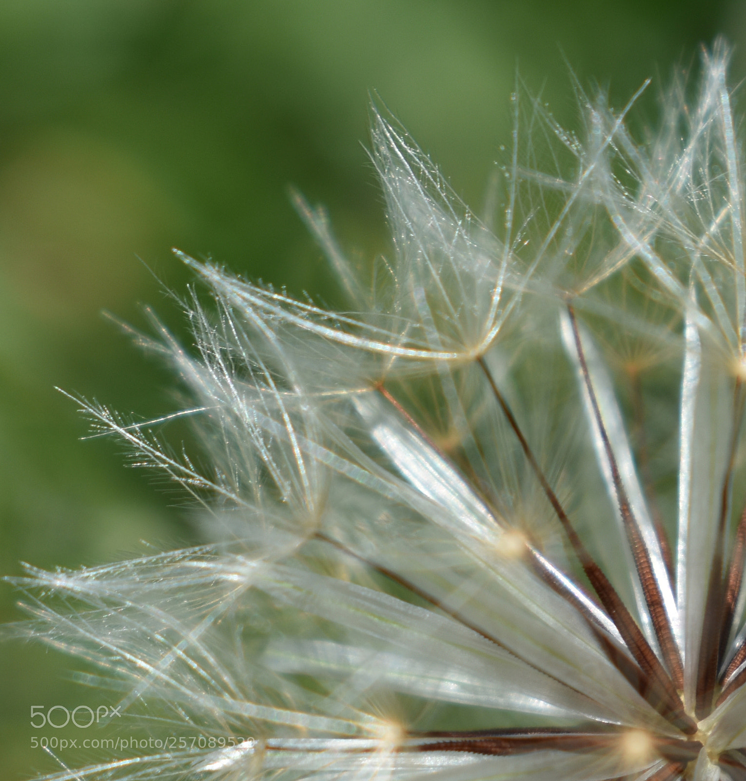 Nikon D3400 sample photo. White hawkbite/hawkweed photography