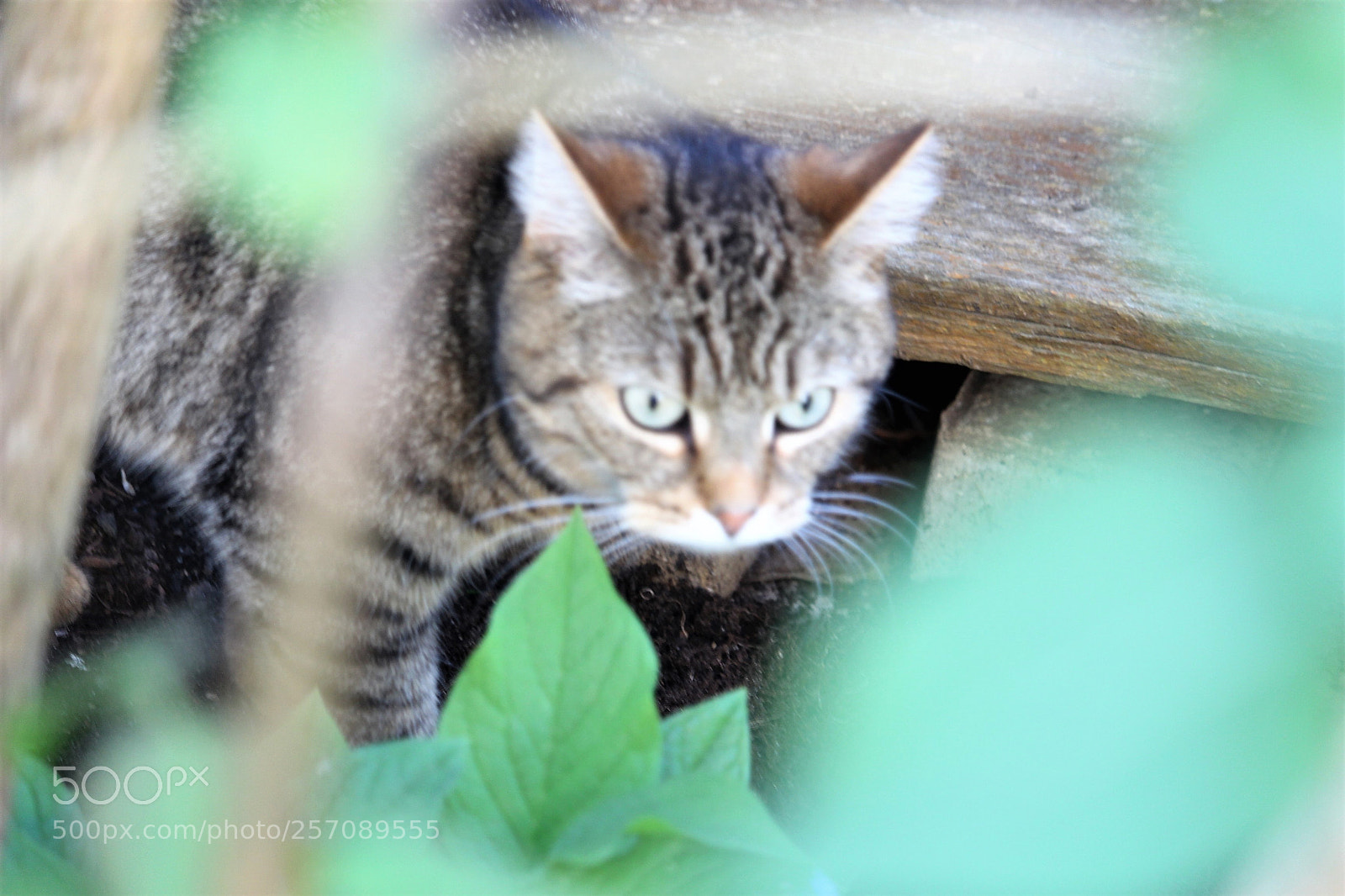 Canon EOS 700D (EOS Rebel T5i / EOS Kiss X7i) sample photo. .... auf der jagd photography