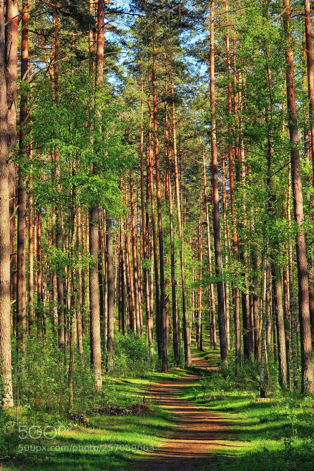 Canon EOS 60D sample photo. Forest trail photography