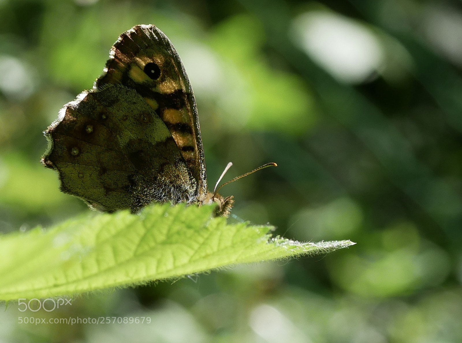 Panasonic Lumix DMC-GX85 (Lumix DMC-GX80 / Lumix DMC-GX7 Mark II) sample photo. Butterfly photography