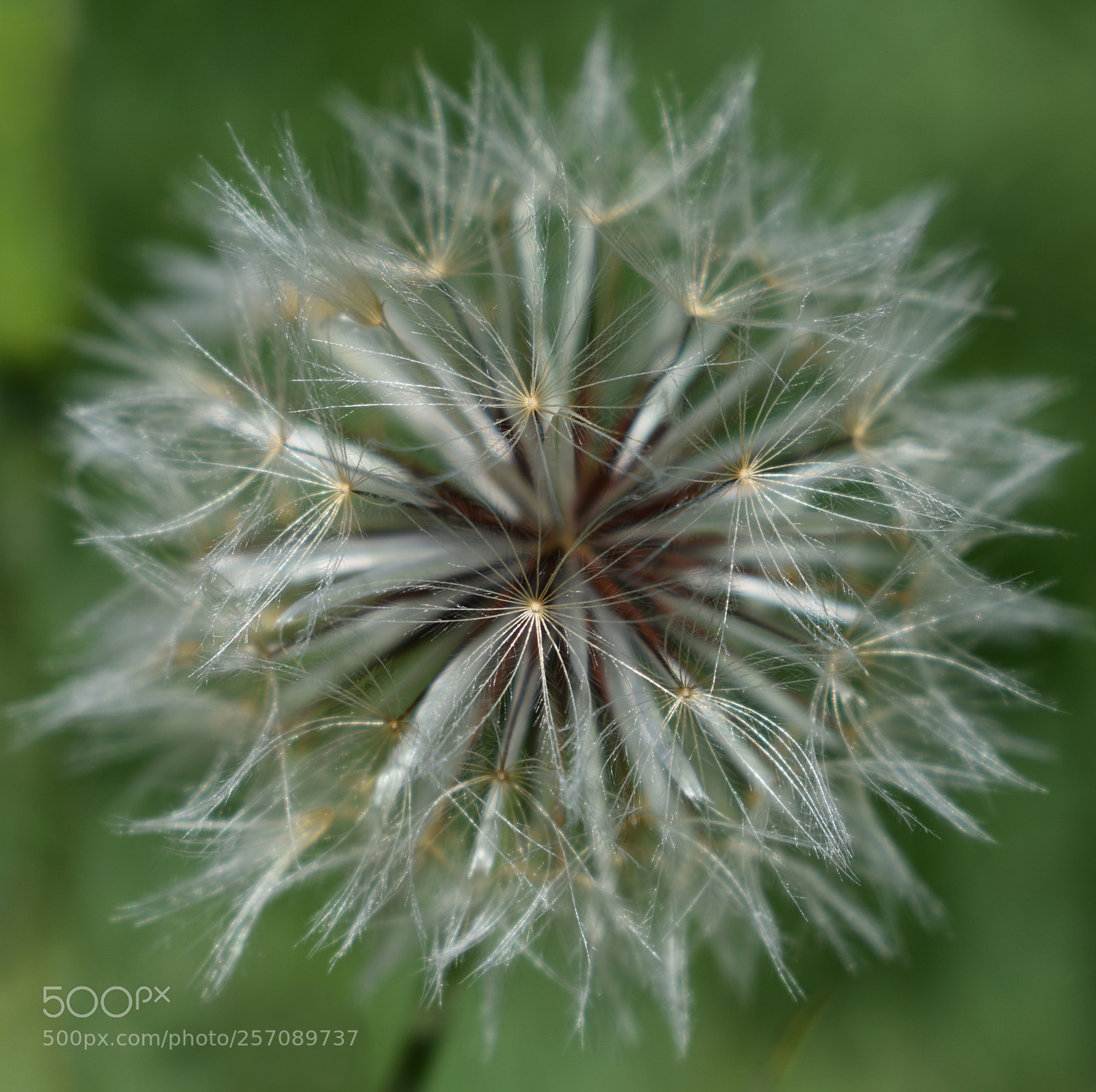 Nikon D3400 sample photo. White hawkbite/hawkweed photography
