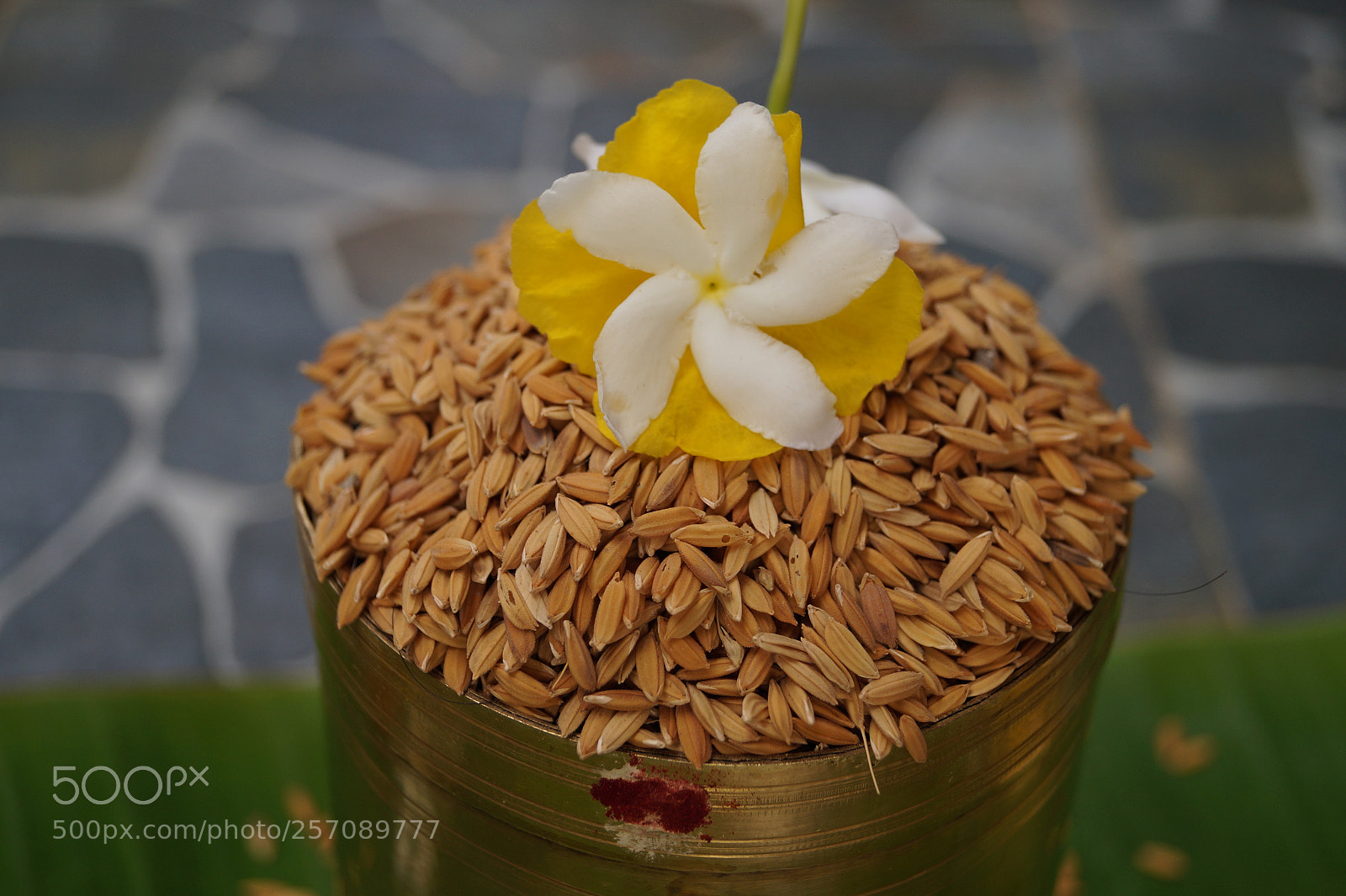 Sony SLT-A58 sample photo. Raw rice with flowers! photography
