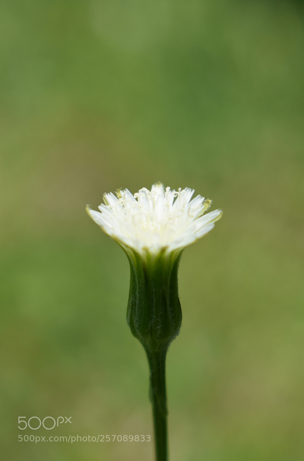 Nikon D3400 sample photo. White hawkbite/hawkweed flower photography
