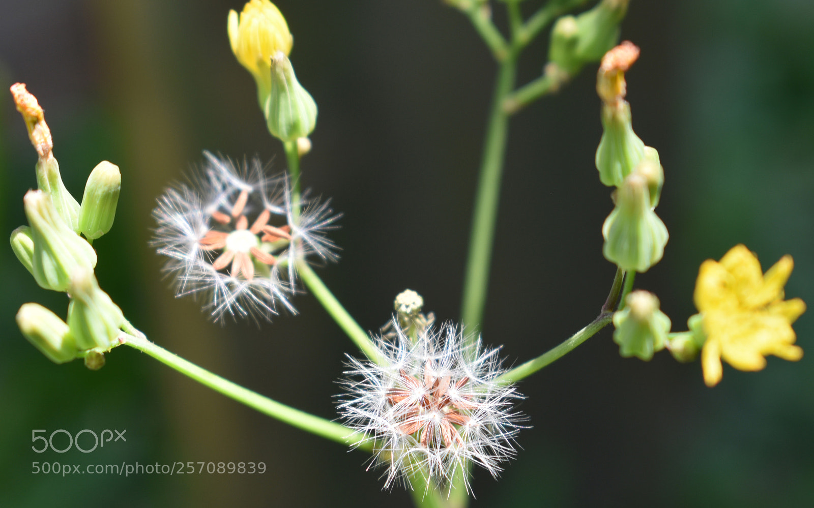 Nikon D3400 sample photo. Nipplewort photography