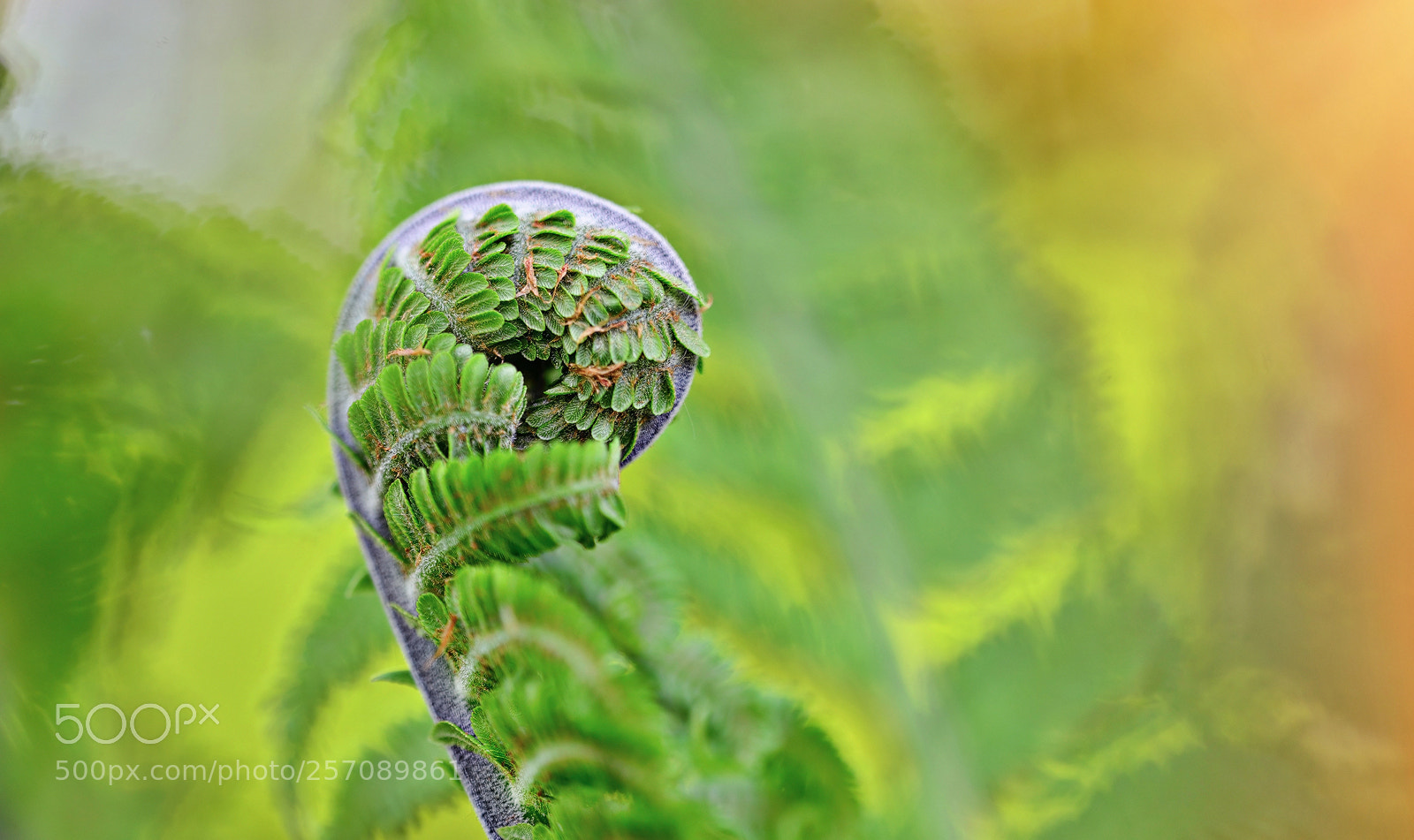 Nikon D800E sample photo. The circle of life photography