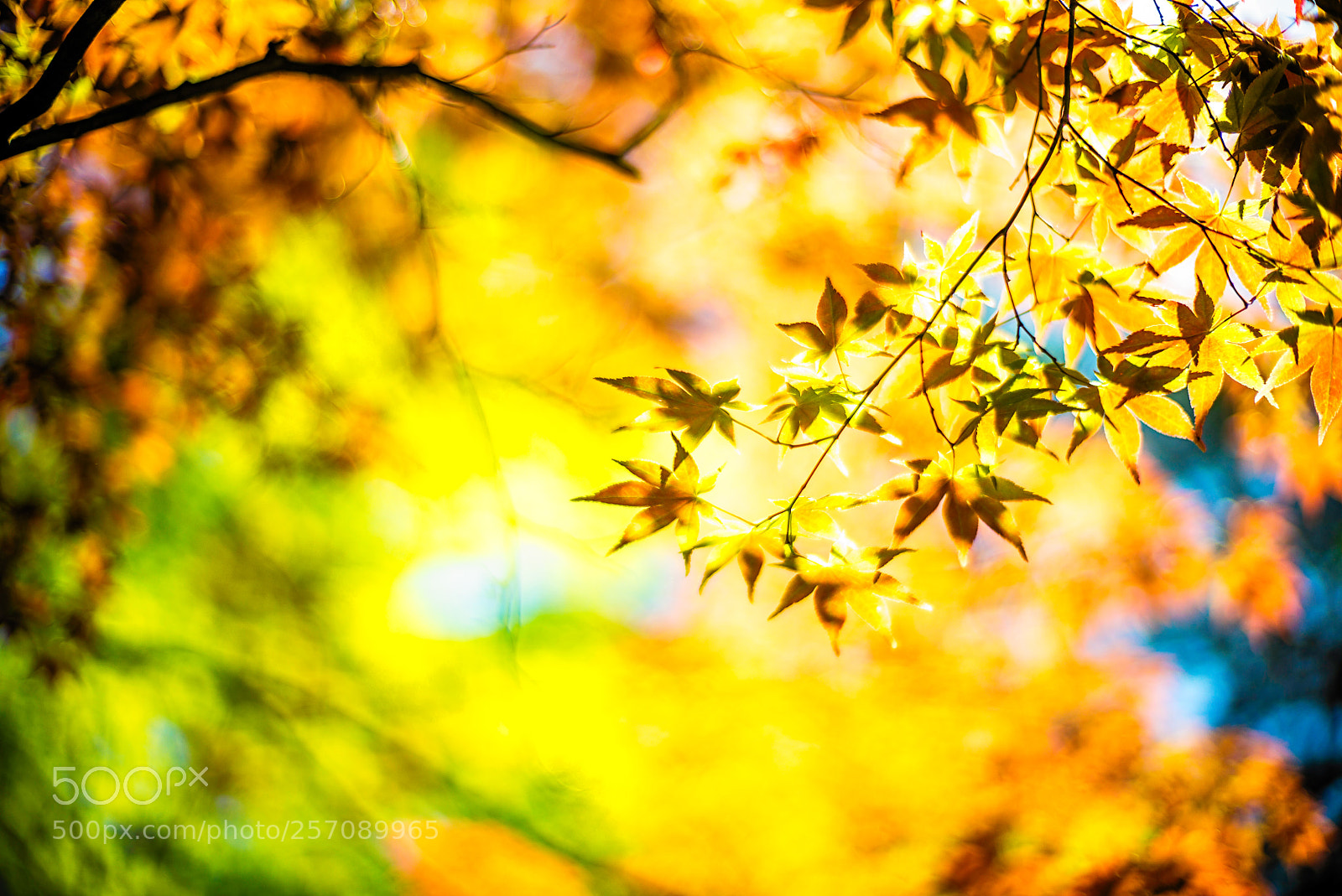 Leica M (Typ 240) sample photo. Magic of may photography