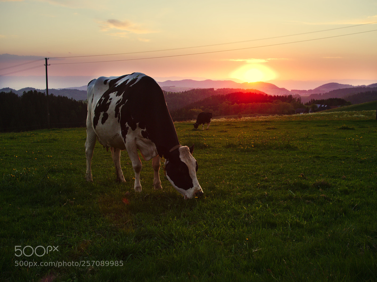 Olympus OM-D E-M10 II sample photo. Cow in sunset photography