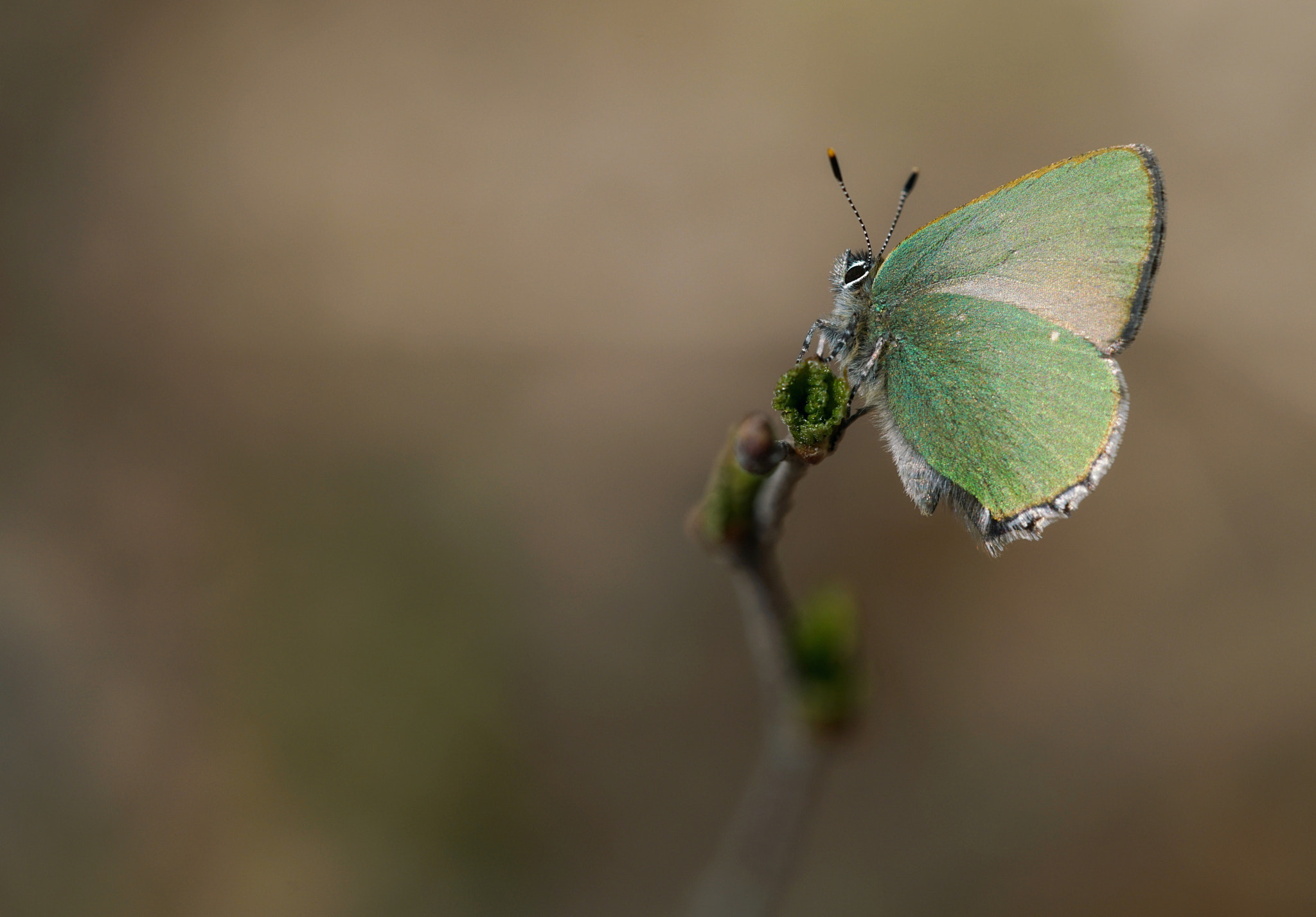 Sigma 150mm F2.8 EX DG Macro HSM sample photo. Green hairstreak photography