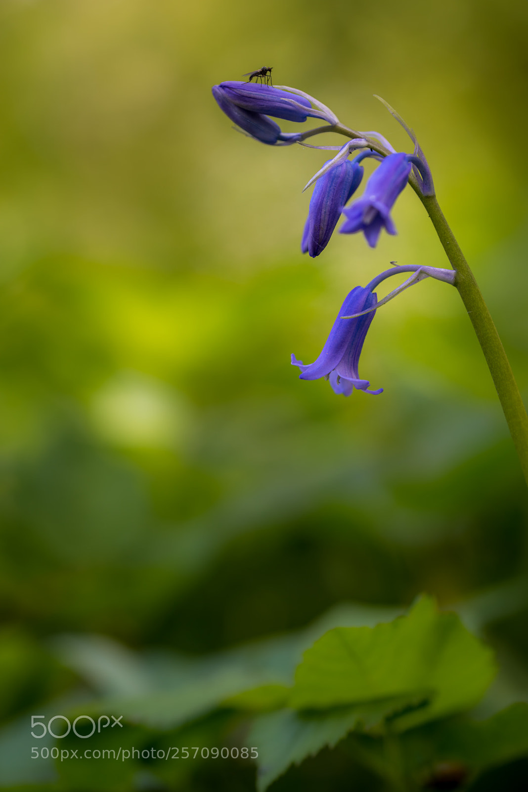 Nikon D810 sample photo. On top photography
