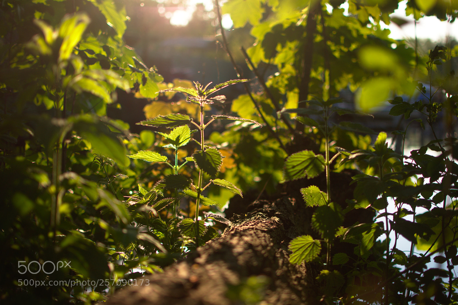 Nikon D3400 sample photo. Magical grove photography