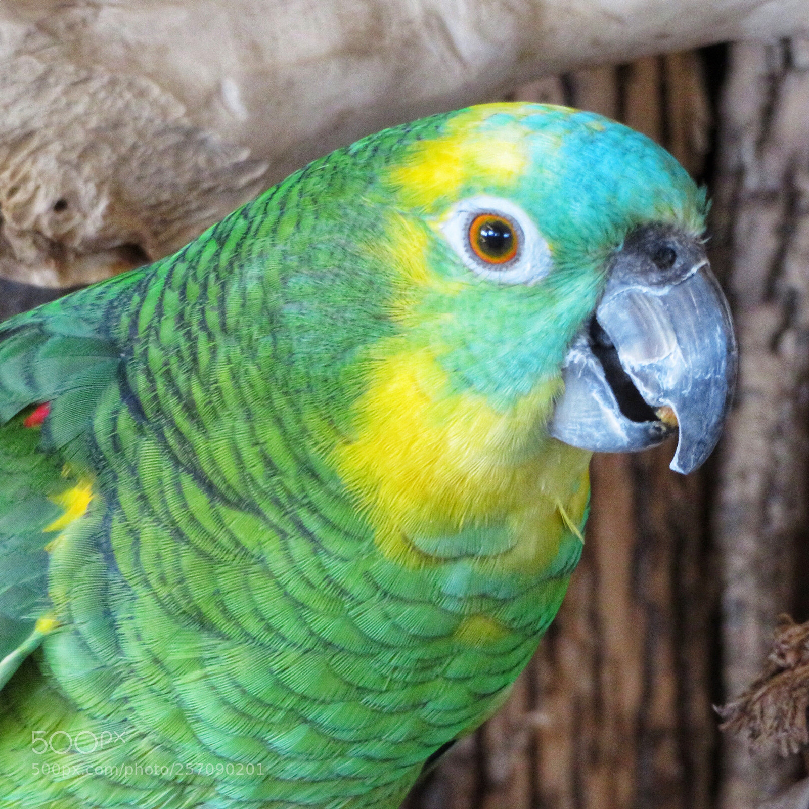 Canon PowerShot SX720 HS sample photo. Turquoise-fronted amazon photography