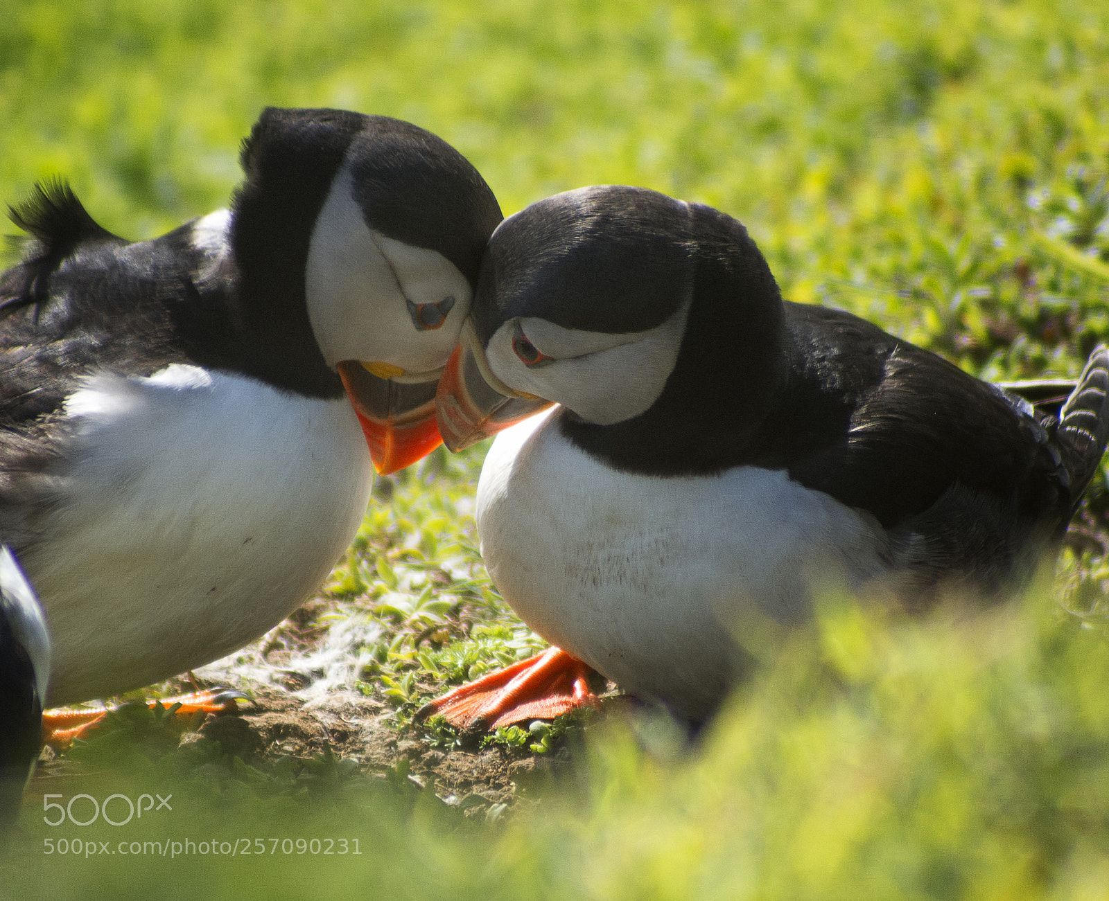 Nikon D7200 sample photo. Puffin couple photography