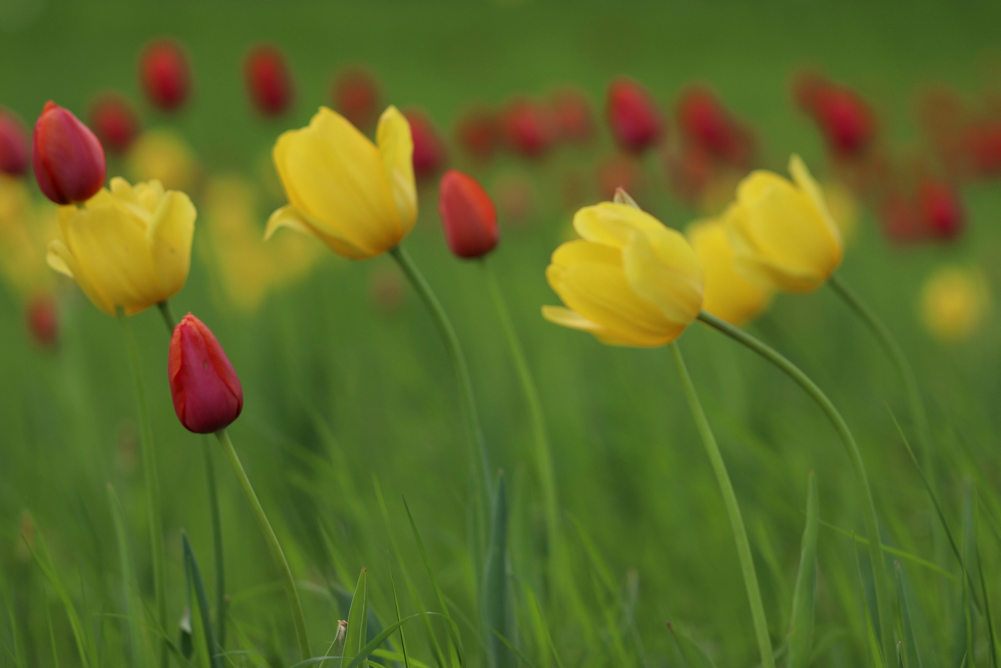 Canon EF 100mm F2.8L Macro IS USM sample photo. In the wind photography