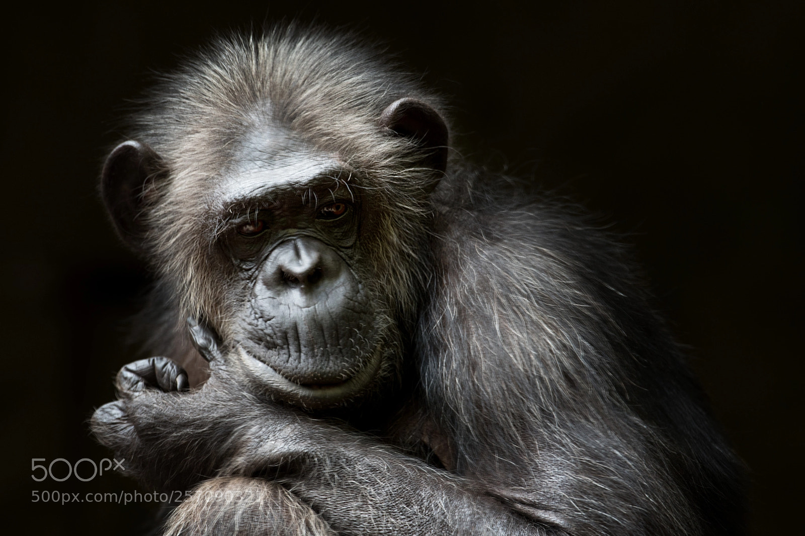 Nikon D750 sample photo. Chimpanzee photography