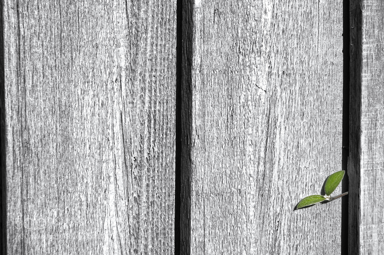 Nikon D200 sample photo. Finding a way photography