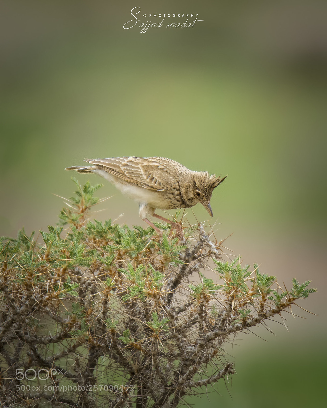 Nikon D7100 sample photo. Crested lark photography