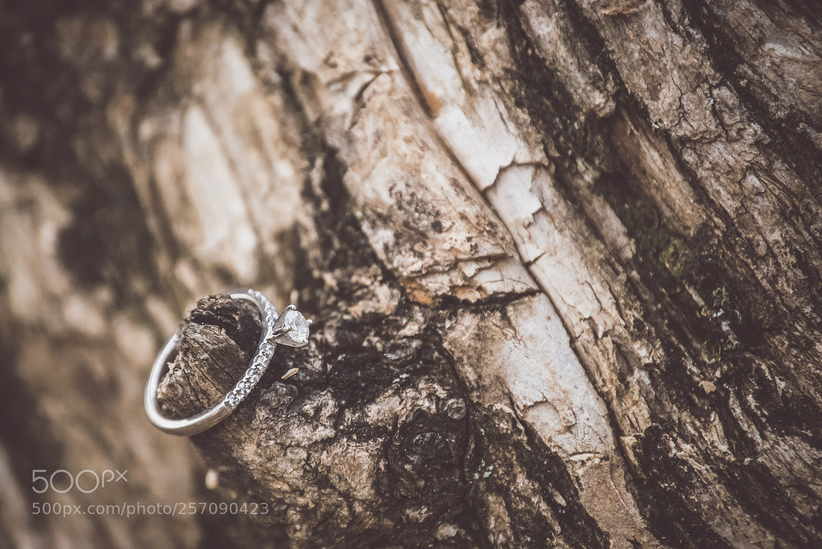 Nikon D600 sample photo. Lindsey's engagement ring botanical photography