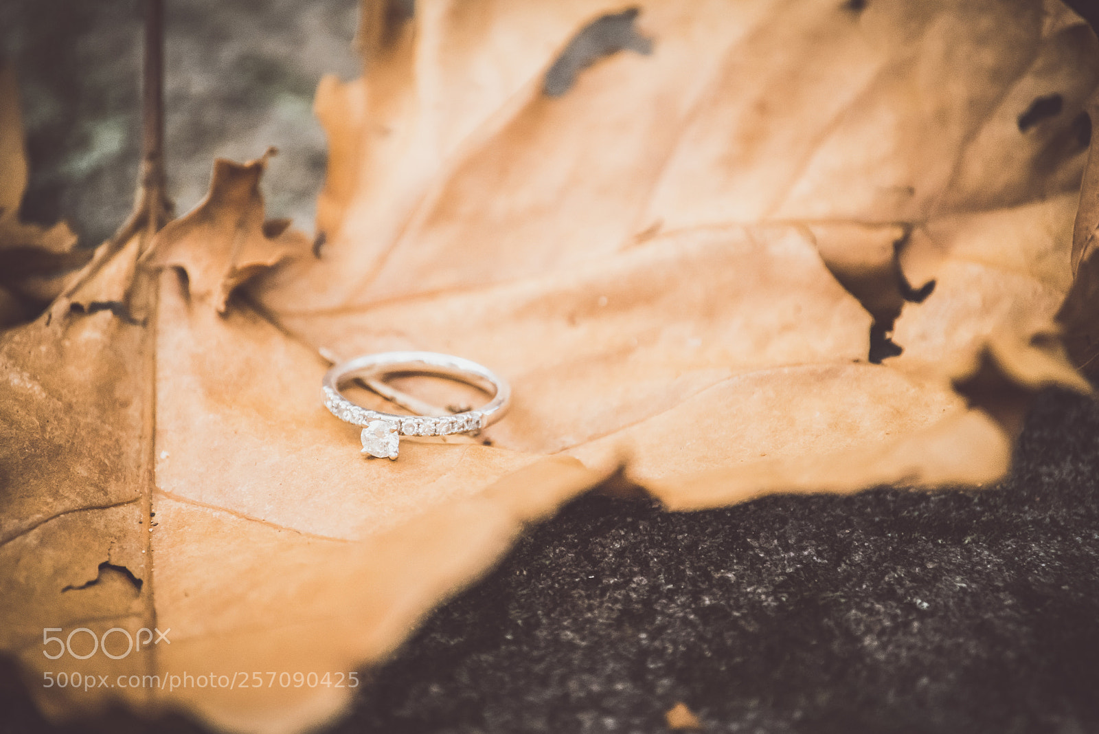 Nikon D600 sample photo. Lindsey's engagement ring botanical photography