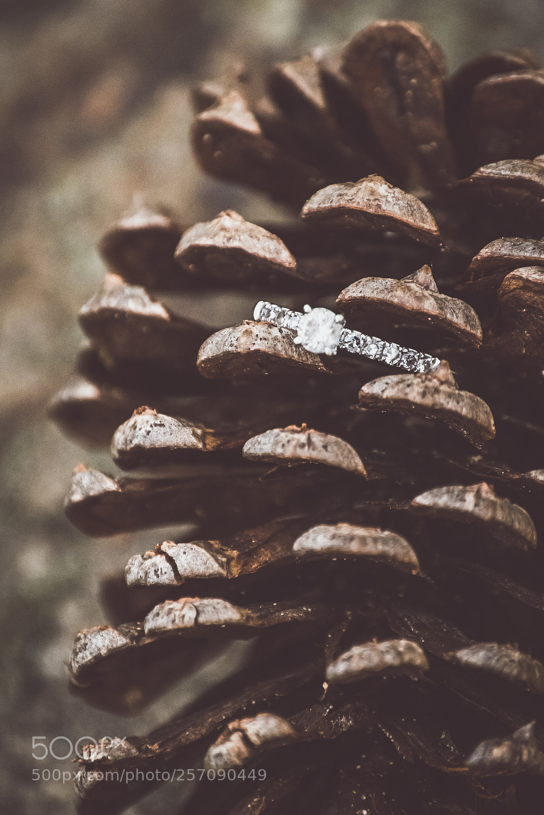 Nikon D600 sample photo. Lindsey's engagement ring botanical photography
