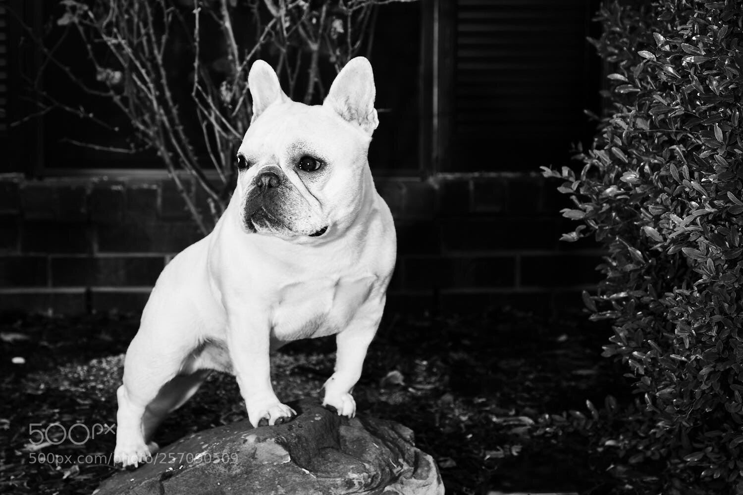 Fujifilm X-T2 sample photo. Duke of the house photography