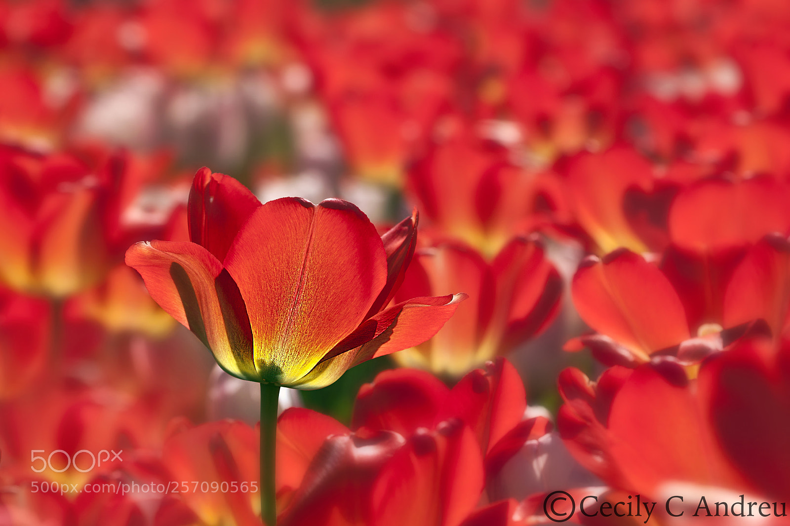 Canon EOS 40D sample photo. Flare photography