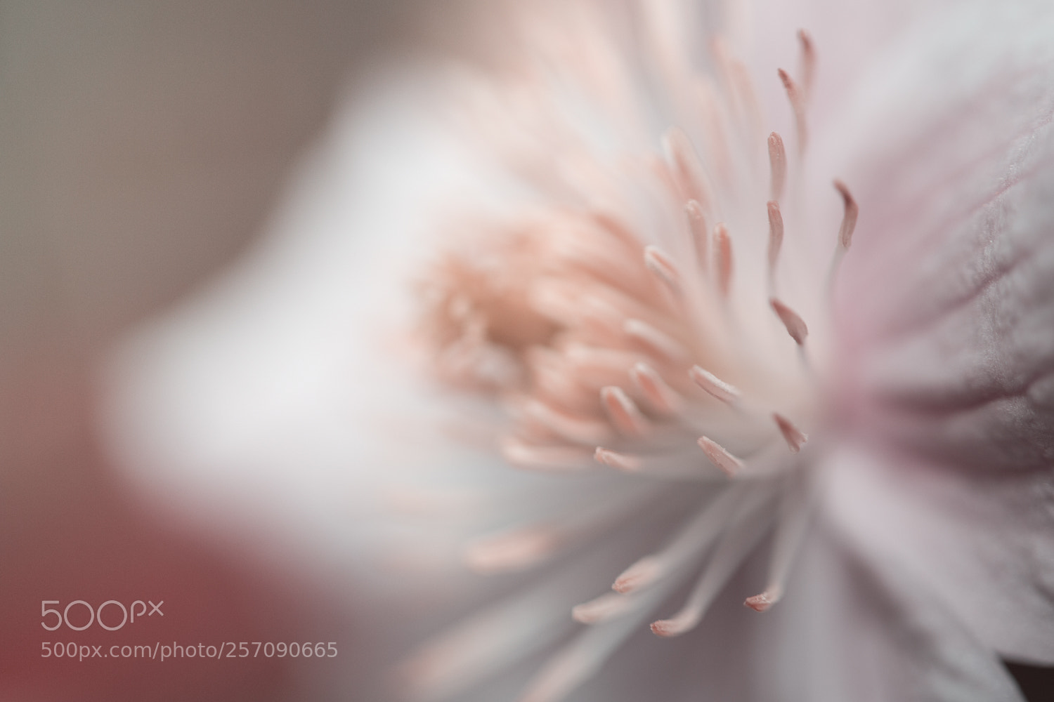 Canon EOS 6D sample photo. Smooth clematis photography