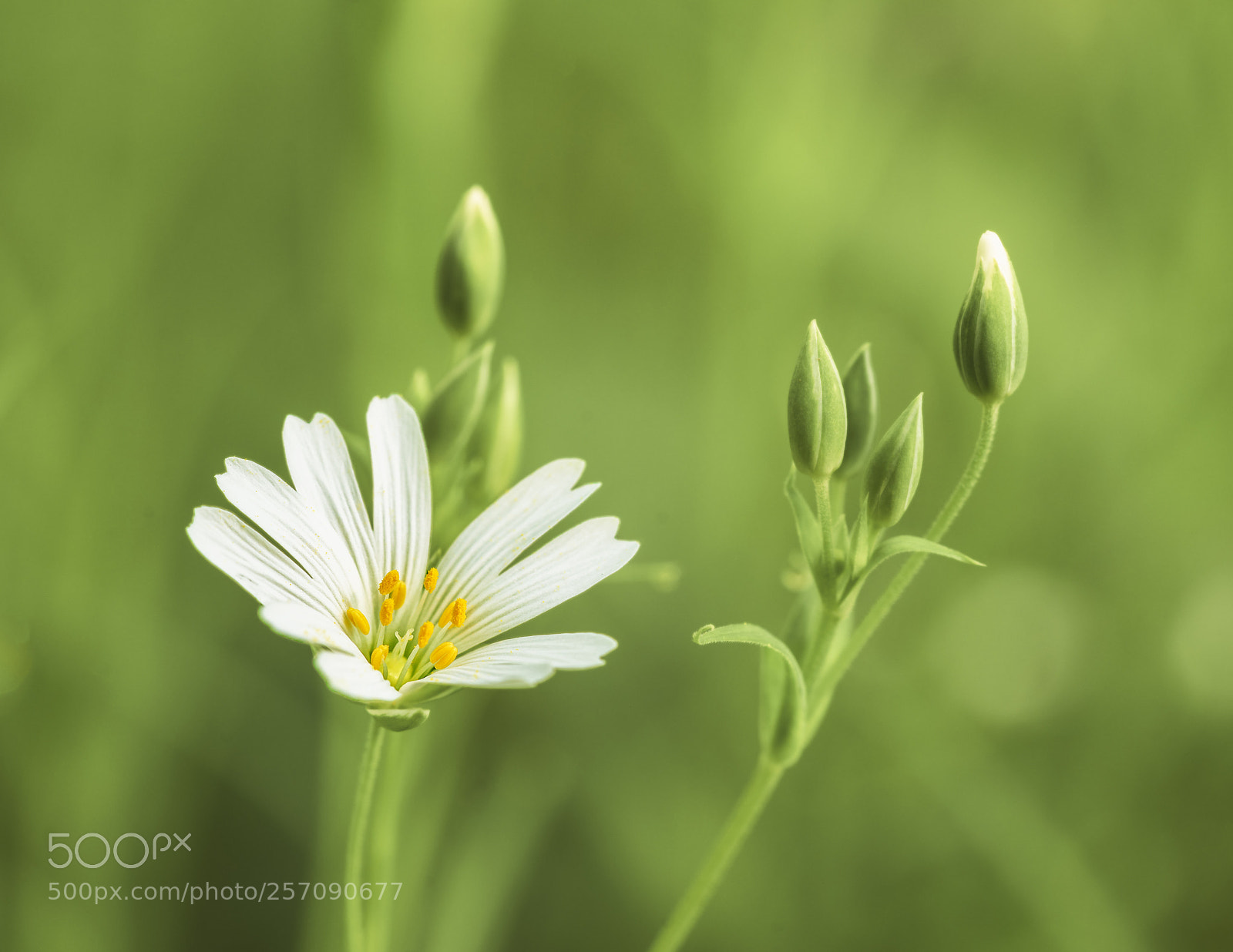 Sony a7 II sample photo. Stellaria holostea photography