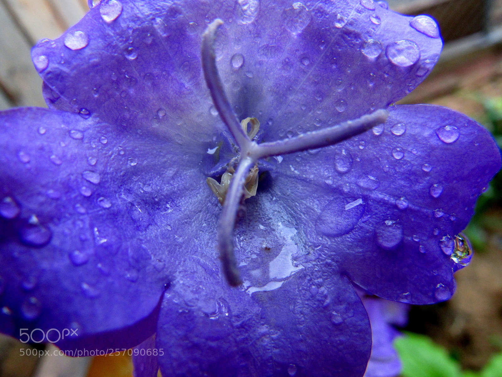 Canon PowerShot SX530 HS sample photo. Untitled photography
