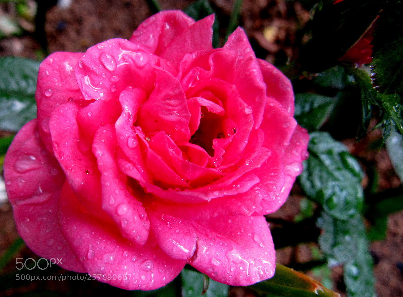 Canon PowerShot SX530 HS sample photo. Img photography
