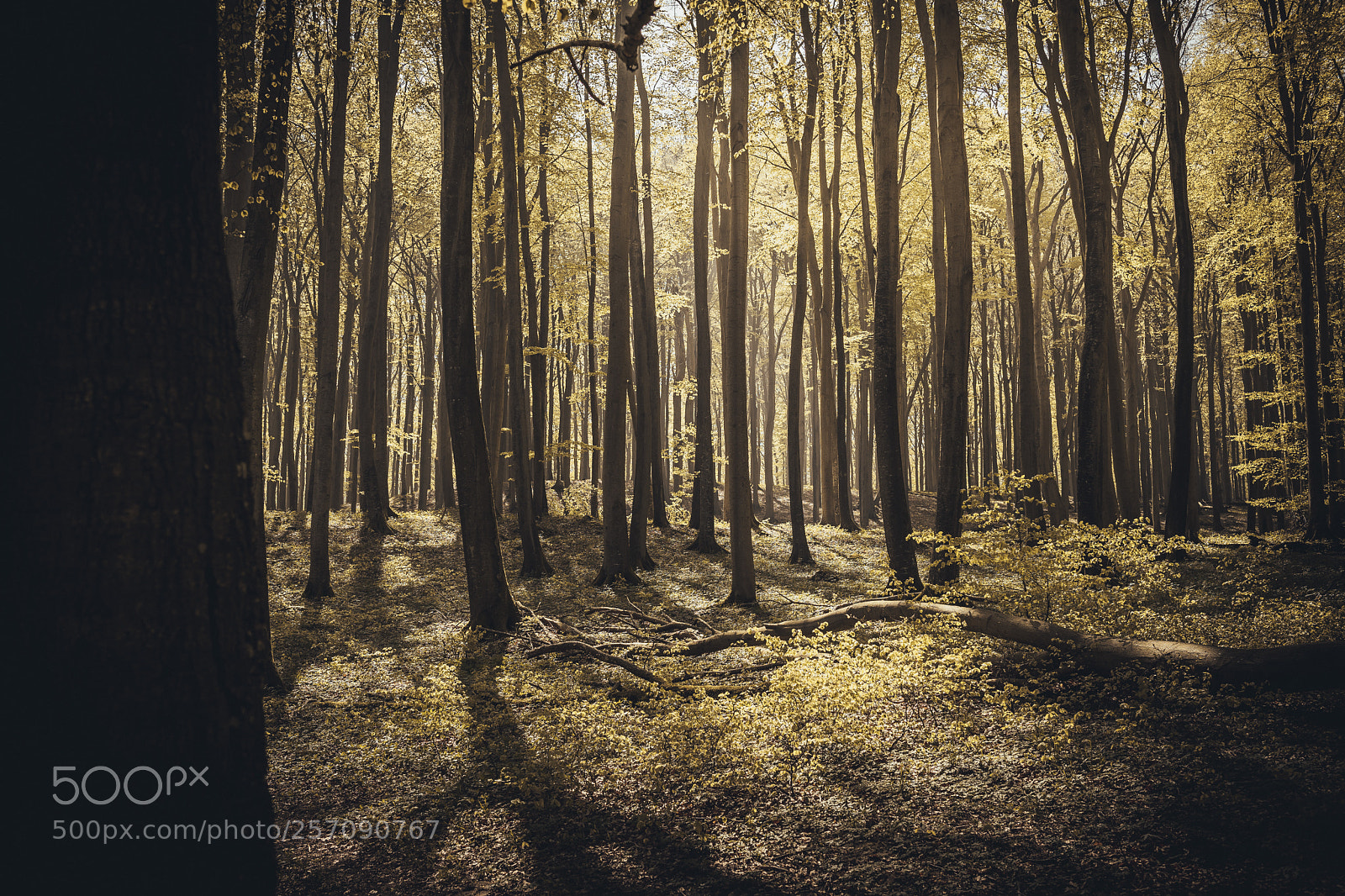 Sony a7 II sample photo. Treescape photography