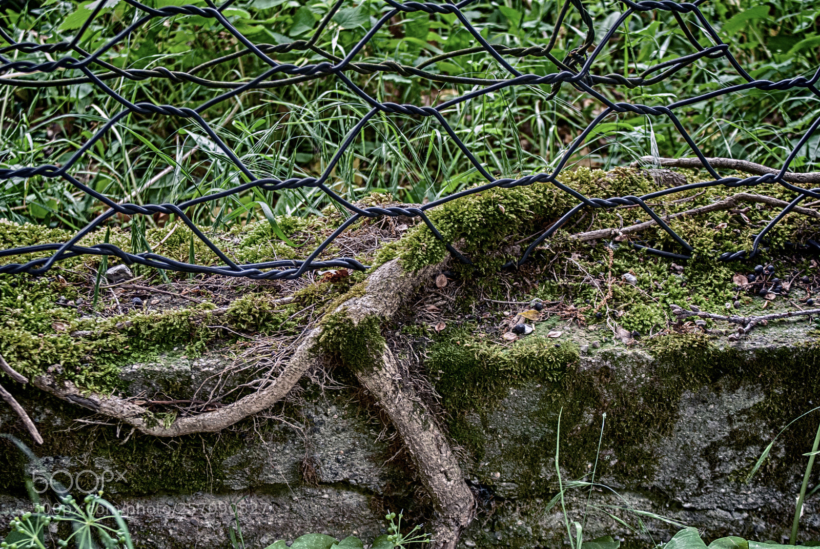 Sony Alpha DSLR-A200 sample photo. The fugitive photography