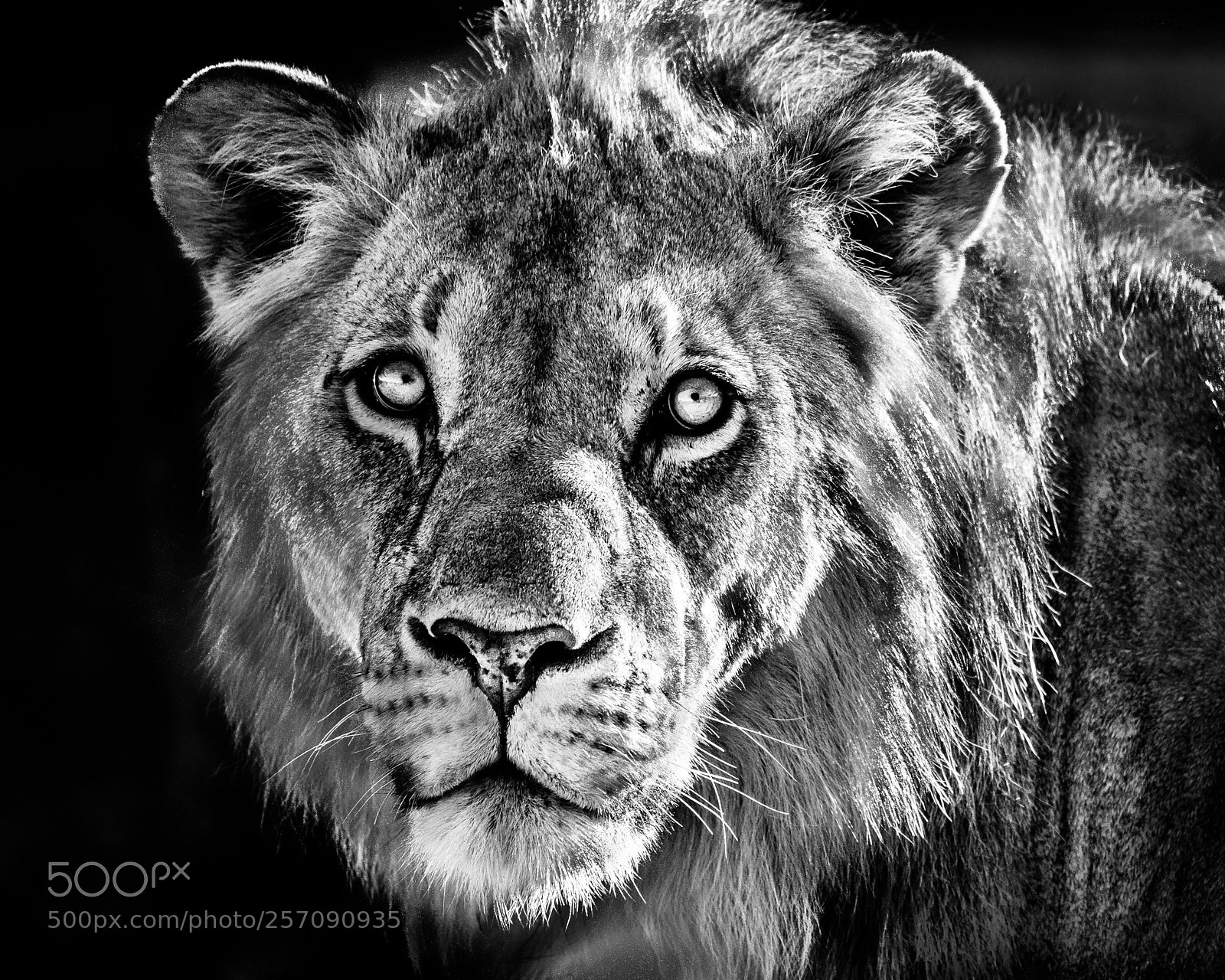 Nikon D750 sample photo. Lion portrait photography