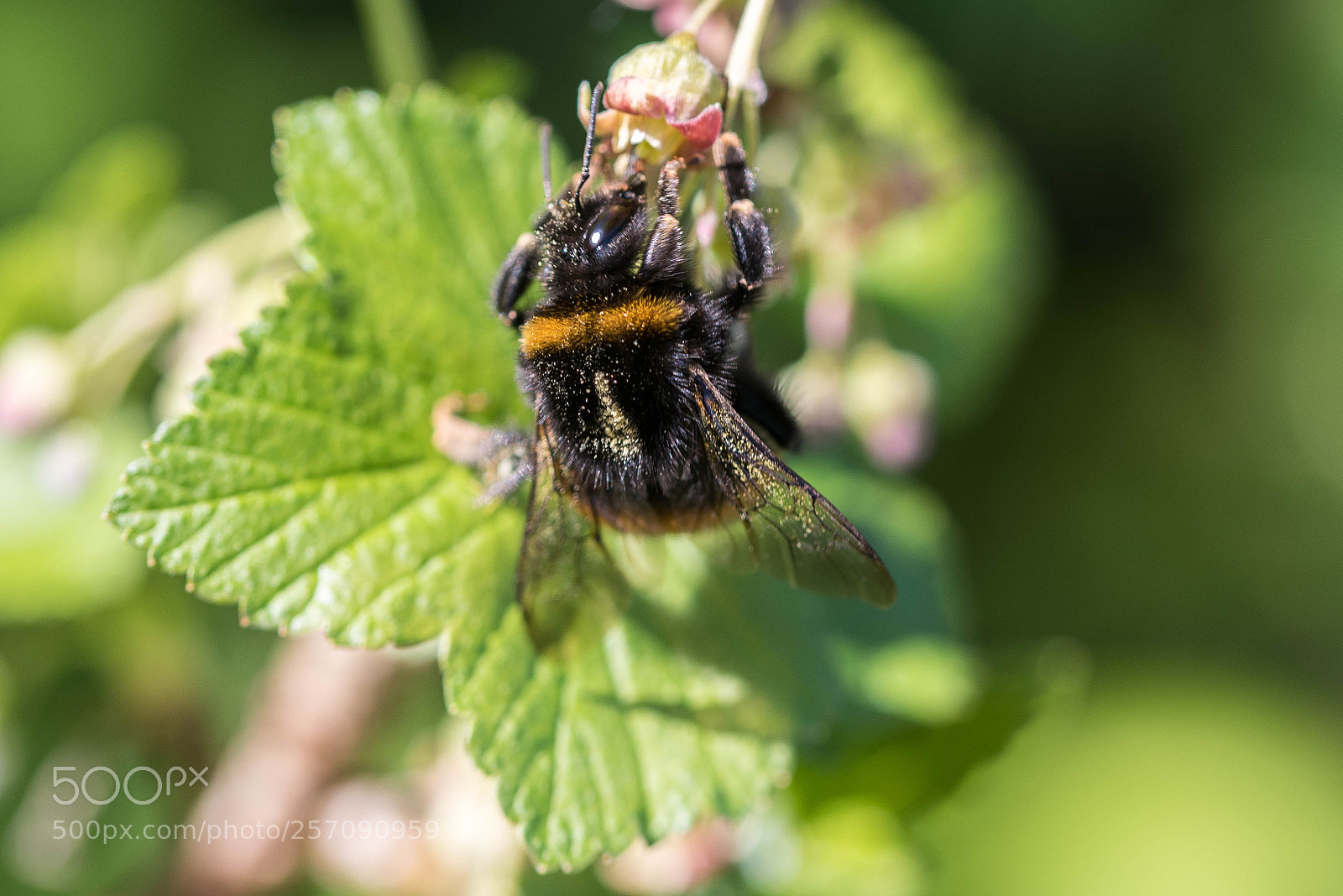 Nikon D750 sample photo. Bumblebee photography