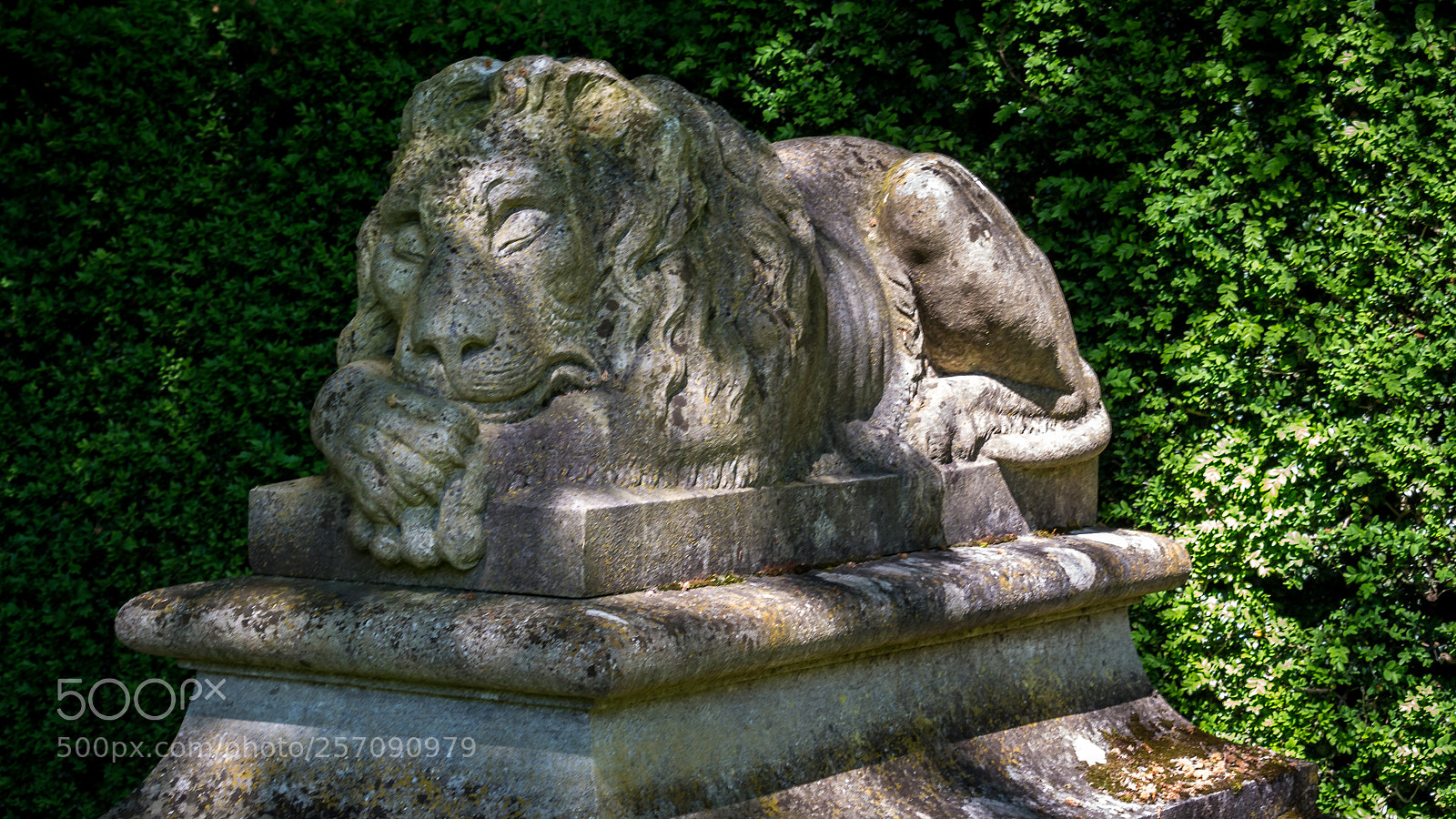 Canon EOS 700D (EOS Rebel T5i / EOS Kiss X7i) sample photo. Lion photography
