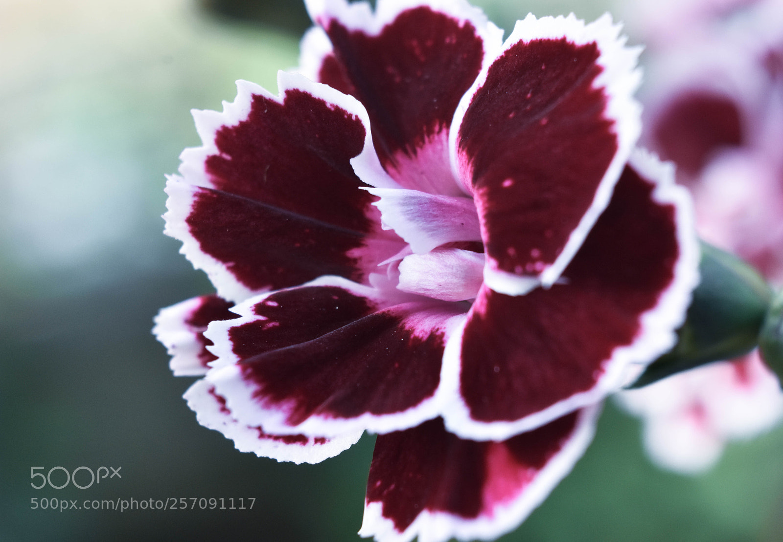 Nikon D3400 sample photo. Dianthus caryophyllus photography