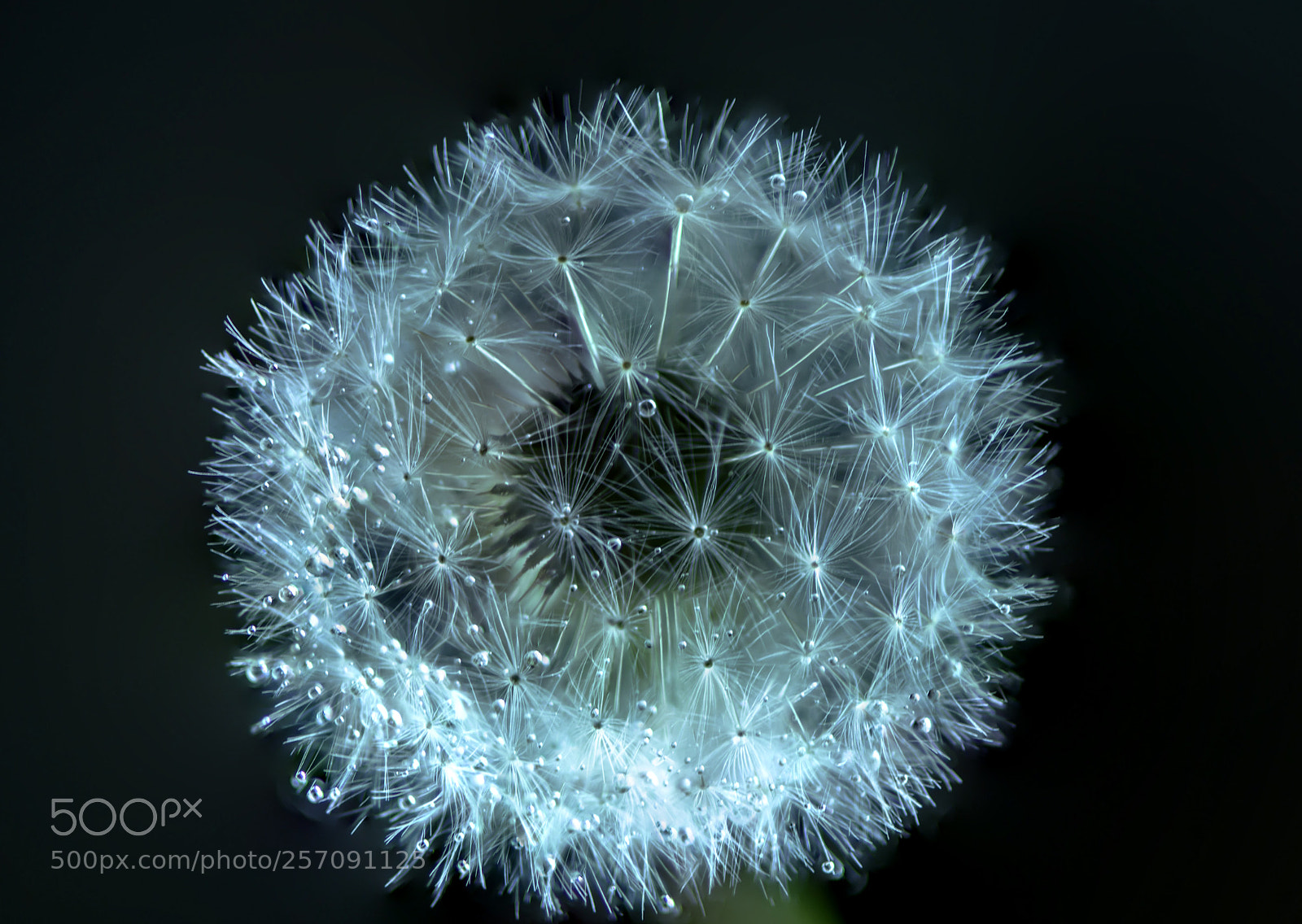 Nikon D850 sample photo. Dandelion 1 photography