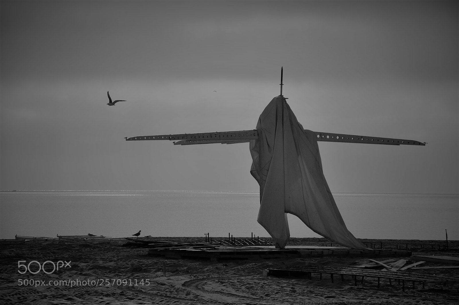 Nikon D90 sample photo. Hey, seagull wanna teach photography