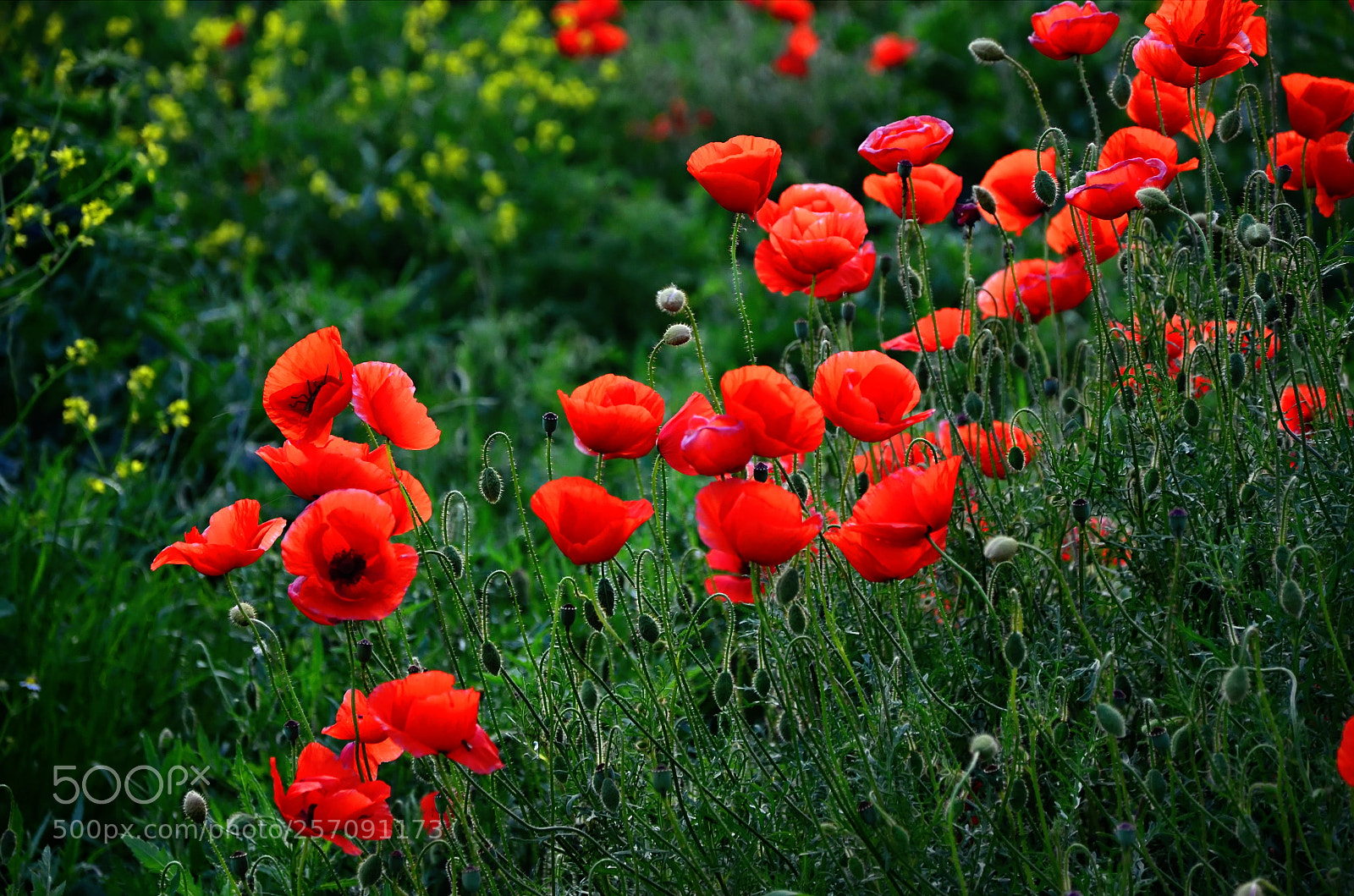 Nikon D7000 sample photo. Spring poppy photography
