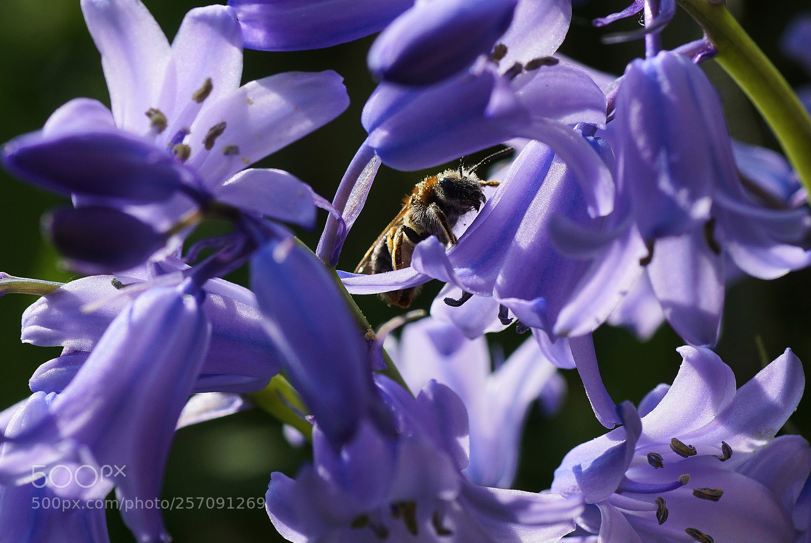 Sony ILCA-77M2 sample photo. Wild photography