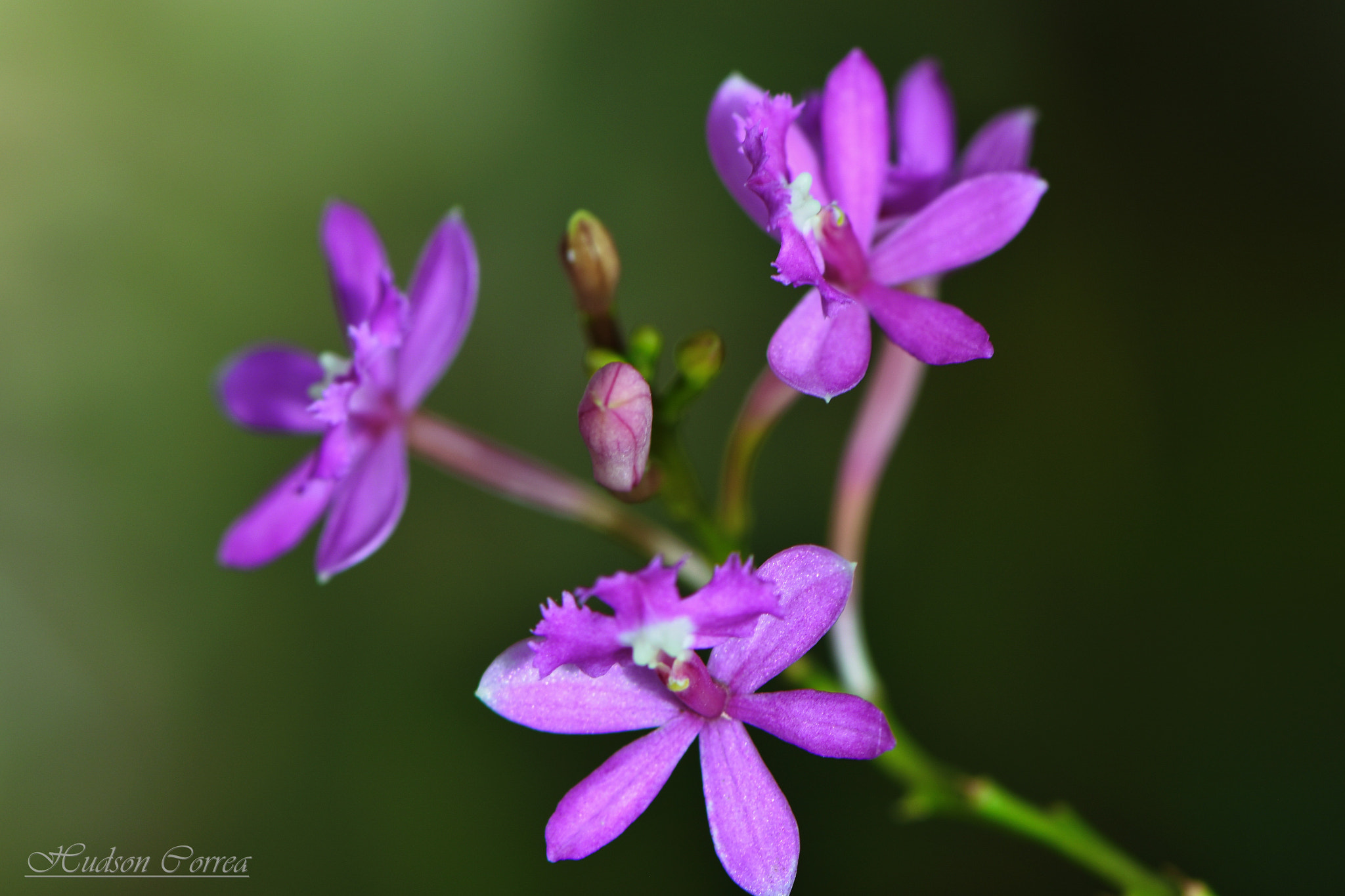 Nikon D7200 + Nikon AF-S Micro-Nikkor 105mm F2.8G IF-ED VR sample photo. Micro orchid photography