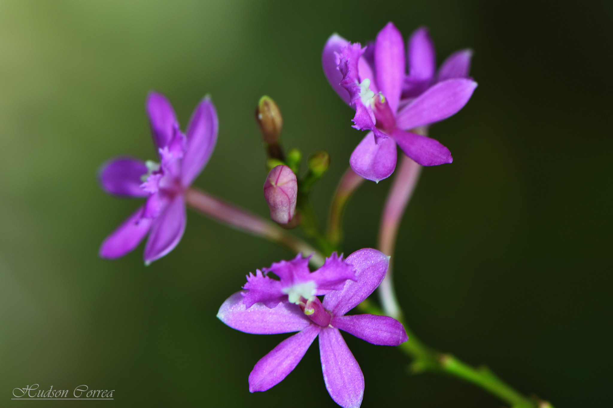 Nikon AF-S Micro-Nikkor 105mm F2.8G IF-ED VR sample photo. Micro orchid photography