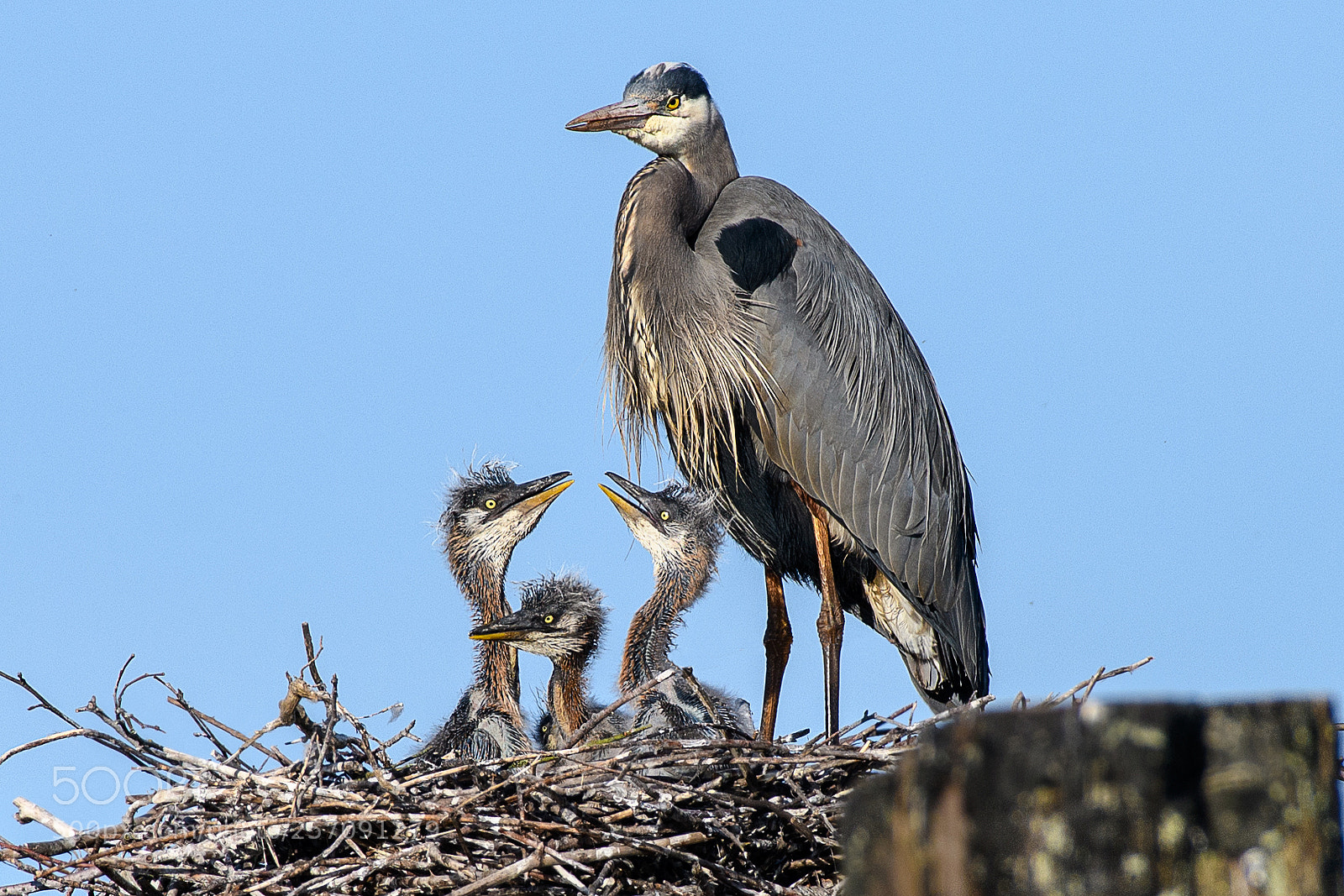 Nikon D850 sample photo. Heron chicks photography