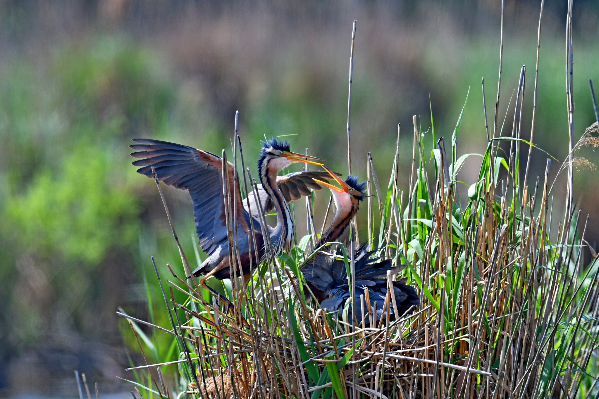 Nikon D500 + Nikon AF-S Nikkor 600mm F4G ED VR sample photo. Purple heron photography