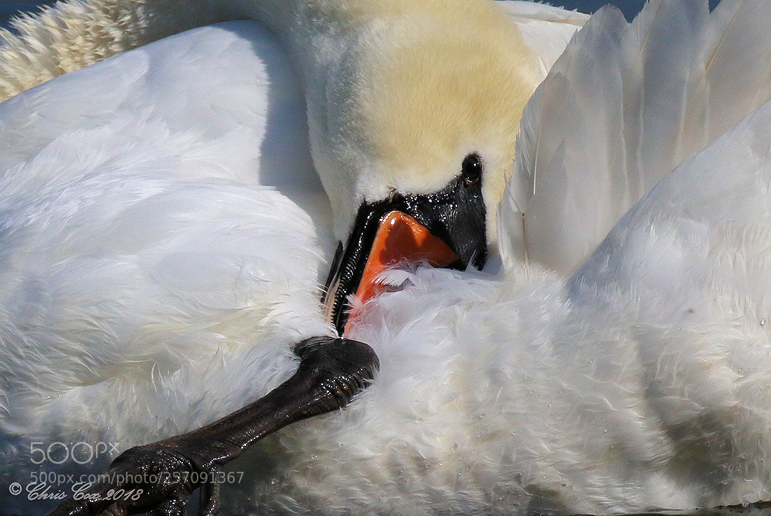Canon EOS 7D Mark II sample photo. Cosy photography