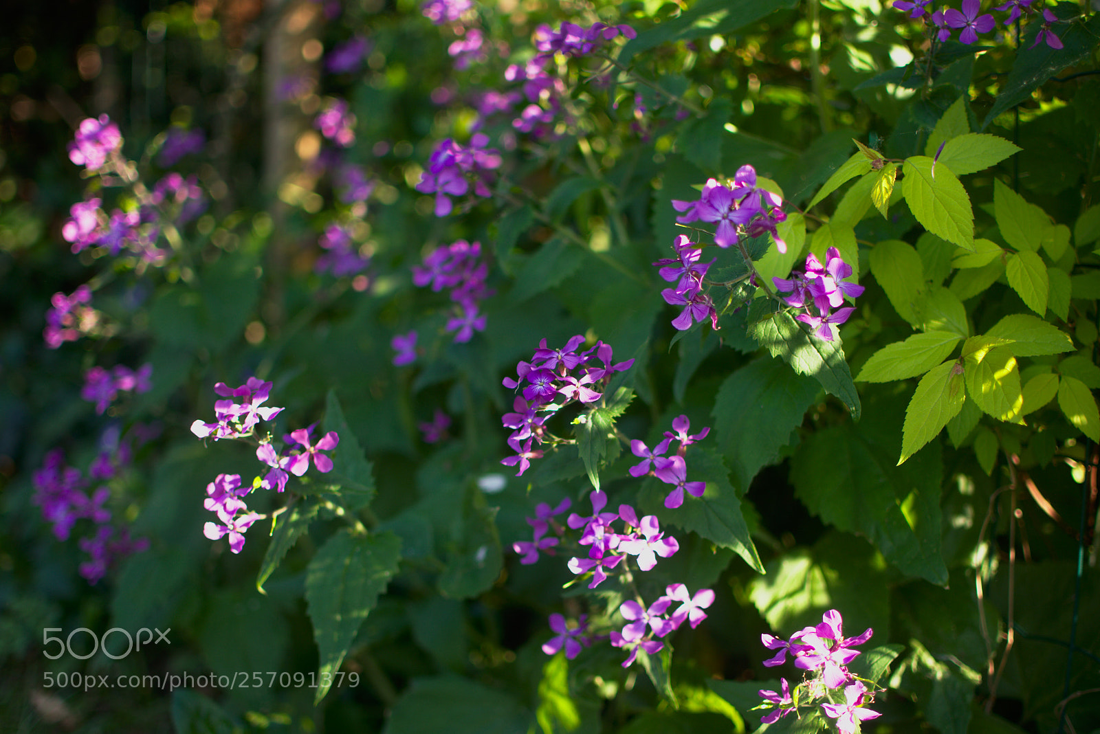 Nikon D3400 sample photo. Purple flowers in a photography