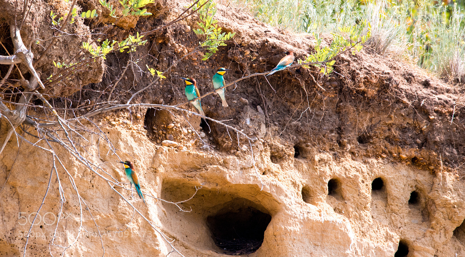 Canon EOS 6D sample photo. Bee eater colony photography