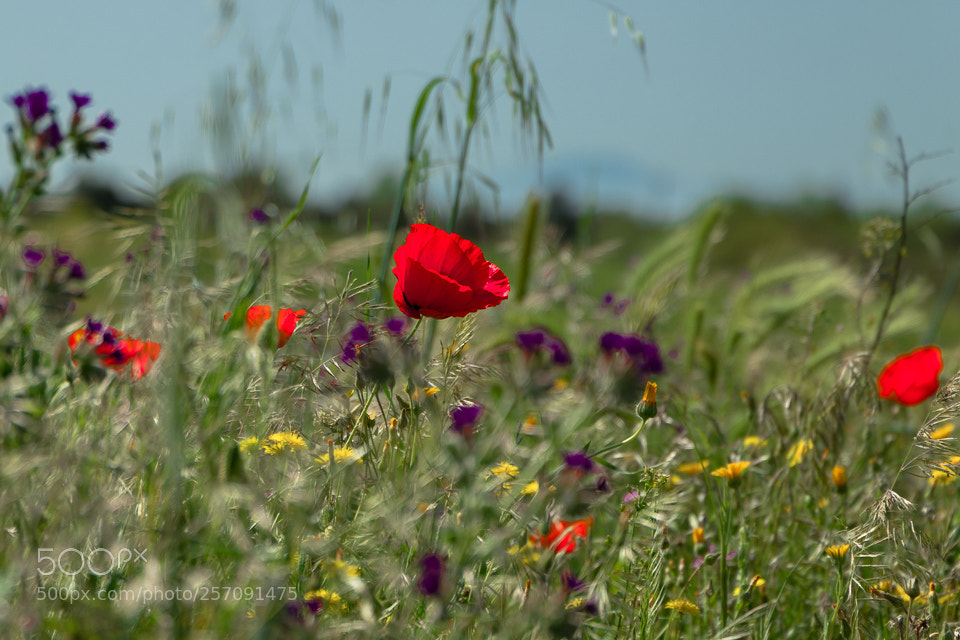 Canon EOS 6D Mark II sample photo. Papaveri & papere photography
