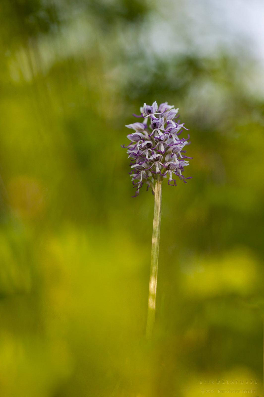 Canon EOS-1Ds sample photo. Orchis simia photography