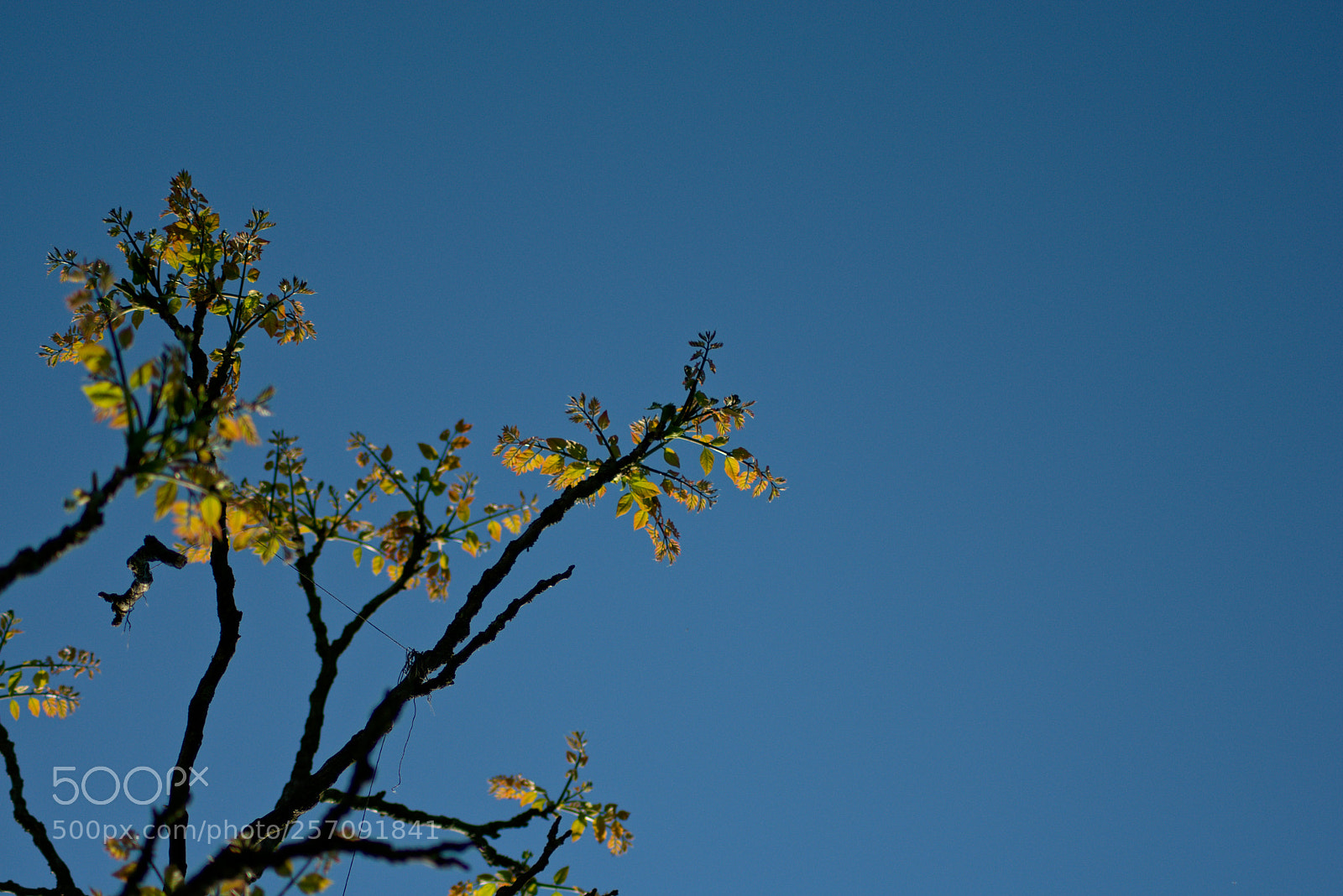 Nikon D3400 sample photo. Yellow leaves in a photography